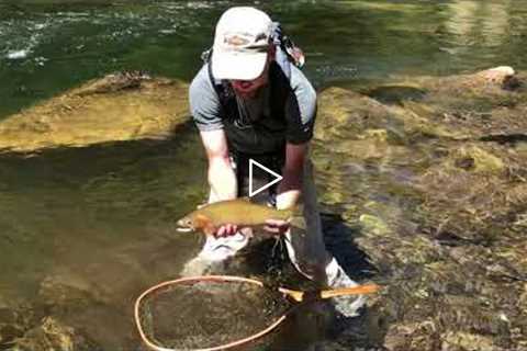 Releasing a native cutthroat on the North Fork of the Clearwater