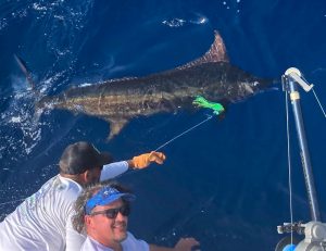 A  world-class international billfish tournament in Costa Rica ends one season, ushers in another