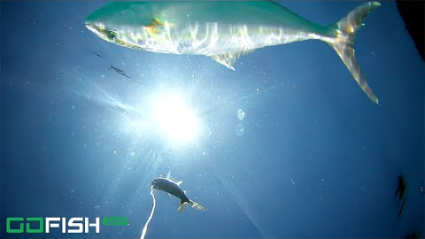 Saltwater Fishing for Amberjack with GoFish Cam