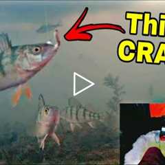 Underwater Camera Ice Fishing GONE CRAZY - Fish EVERYWHERE!!!
