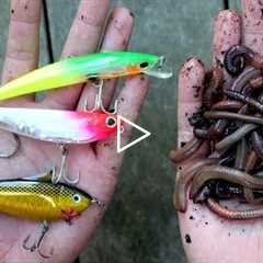 Pier Fishing: Which works better? Lures VS Live bait