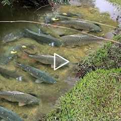 10 Year: LIVE Fishing Primitive Catch many fish off grid - Cooking fish wild outdoors