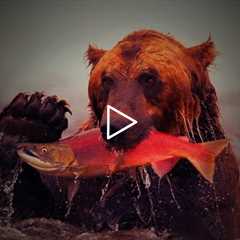 Catching Wild Salmon near Massive Bears!!!  {Catch Clean Cook} fresh fish grilled on the Boat!