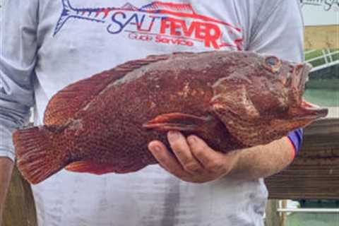 Rarely Recorded Grouper Caught off North Carolina Is a State Record