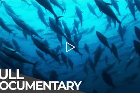 ►Track of the Tuna (FULL DOCUMENTARY)