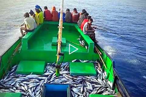 Amazing Fast Tuna Fishing Skill, Catching Too Many Big Fish Tuna on The Sea Japan.(09.05.)