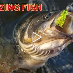 Fish Catching || Fish Trap || MY Firts Vlog || Wild Fishing Natural Small Fish| Life and diversity