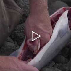 How to gut and gill a fish | Captain Quinn