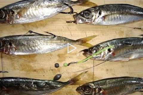 LIVE Bait / Dead Baits for Fishing - How to use them and when to use them