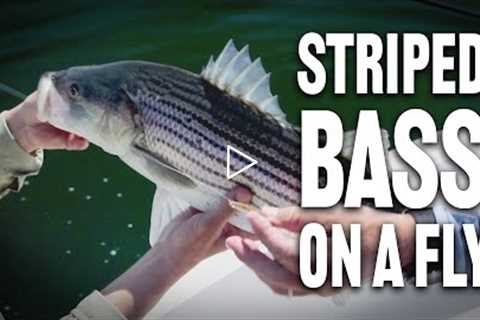Striped Bass Fly Fishing | How To