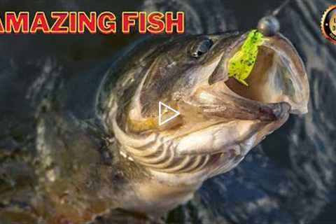 Fish Catching || Fish Trap || MY Firts Vlog || Wild Fishing Natural Small Fish| Life and diversity