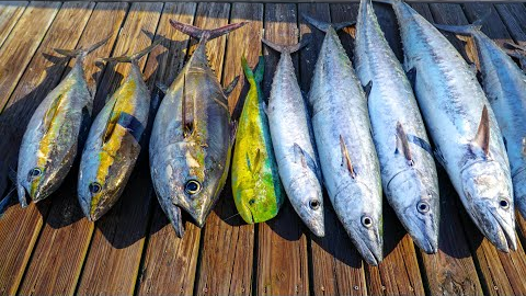 EPIC Deep Sea Fishing MIAMI! Catch Clean Cook (Tuna, Kingfish, Dolphin, Sailfish)