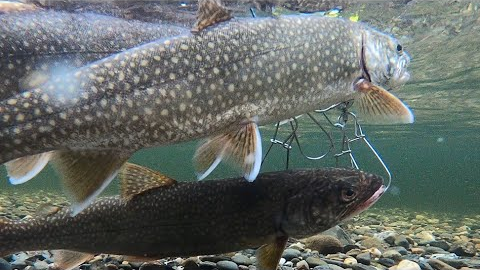 Early Nov Lake Trout Fishing (Limit Out) at Wachusett Reservoir (Rainy Day)