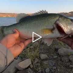 Fresno Bass Fishing(Eastman Lake)