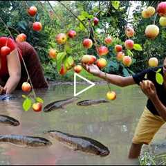 Catch many fish and pick apples fruit in flood forest- Roasted fish with mango sauce so delicious