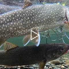 Early Nov Lake Trout Fishing (Limit Out) at Wachusett Reservoir (Rainy Day)