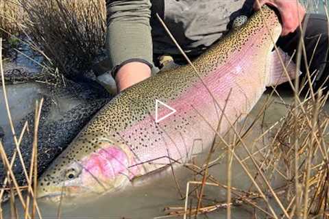 Fly Fishing Ridiculously Big Trout!  I started a PATREON and Memberships are Open