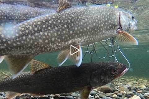 Early Nov Lake Trout Fishing (Limit Out) at Wachusett Reservoir (Rainy Day)