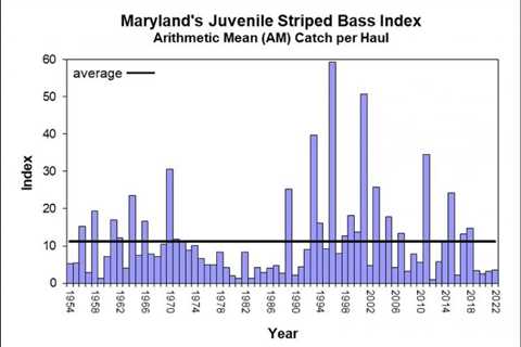 Striped Bass Reproduction Remains Low in Chesapeake Bay