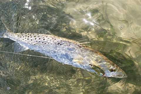 Fishing For Monster Winter Speckled Trout