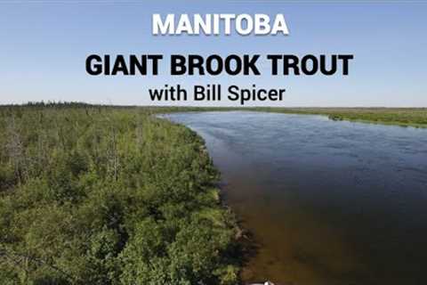 Manitoba Brook Trout - pure GIANTS