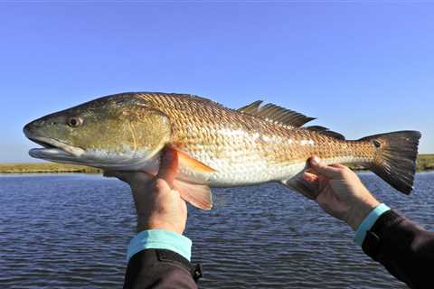 Fishing For Redfish…Simple Winter Tactics