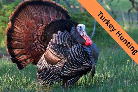 Windfall Tom!………..Turkey Hunting With Carolina ALL OUT