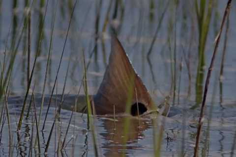 Fishing For Redfish On a Flood Tide