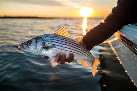 How to Catch Spring New Jersey Stripers