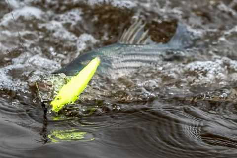 Topwater Tips for Backwater Stripers