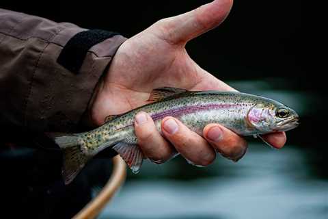 Fishing in the Azores: The Complete Guide