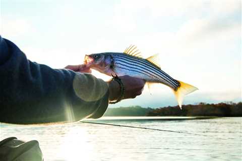 Late Autumn Schoolie Stripers