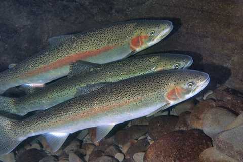 Olympic National Park Closes Rivers to Steelheading