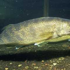 Study Finds Walleye Appear to Be Struggling with Rapid Climate Change