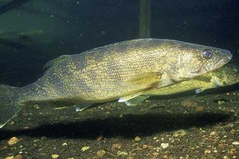 Study Finds Walleye Appear to Be Struggling with Rapid Climate Change