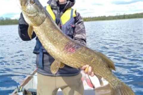 198 Pike for French Anglers at Melview Fishing Lodge in Longford