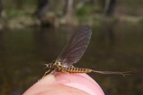 Using the Mayfly Hatch to Catch More Spring Walleye