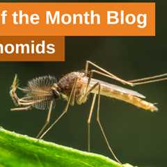 Bug of the Month: Chironomids