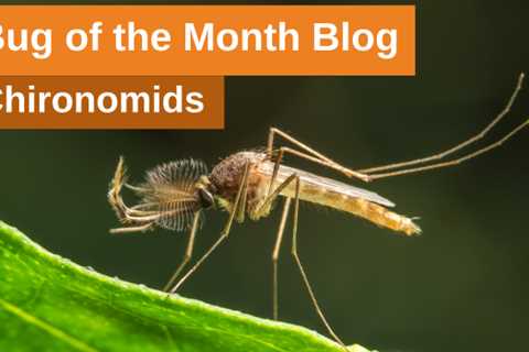 Bug of the Month: Chironomids