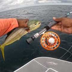 Mahi Mahi | Fly Fishing in the summer heat | is this the best time to catch them??