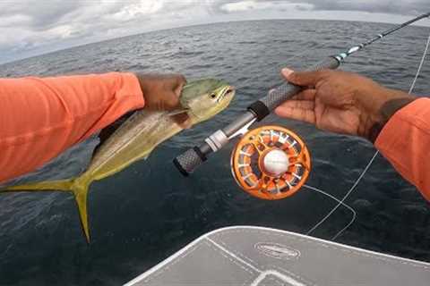 Mahi Mahi | Fly Fishing in the summer heat | is this the best time to catch them??