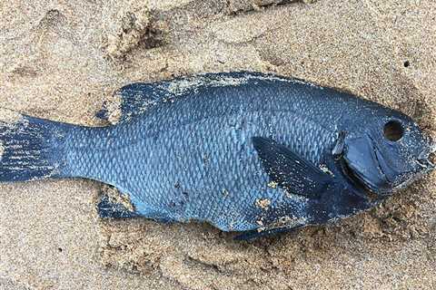 How to Go Black Drummer Fishing: The Complete Guide