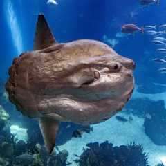 12 Funny Looking Fish You Won’t Believe Actually Exist