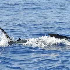 Packing List for Offshore, Inshore, and Freshwater Fishing in Costa Rica