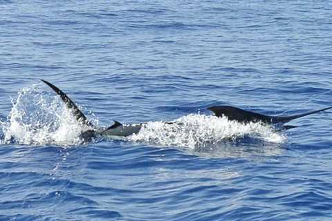 Packing List for Offshore, Inshore, and Freshwater Fishing in Costa Rica